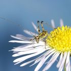 unbekanntes Kleintier auf Gänseblümchen