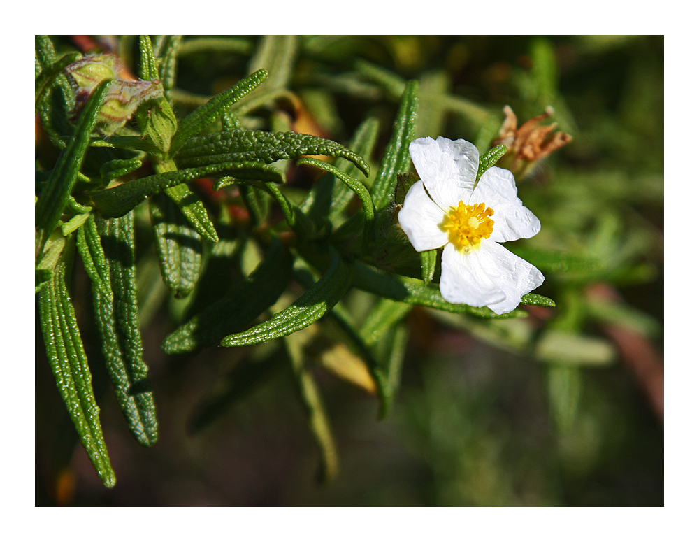 Unbekanntes mediterranes Mittwochsblümchen speziell für Ingeborg