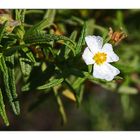 Unbekanntes mediterranes Mittwochsblümchen speziell für Ingeborg