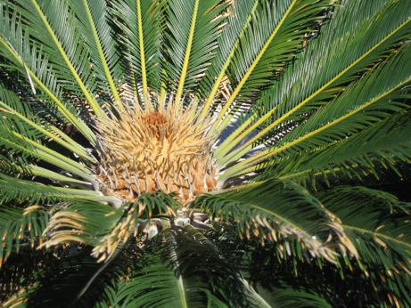 Unbekanntes Palm/Farn Art