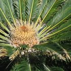 Unbekanntes Palm/Farn Art