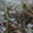 unbekanntes Raubtier im Garten