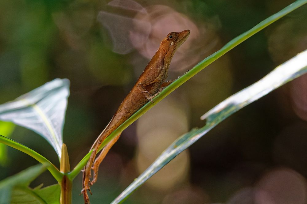 Unbekanntes Reptil