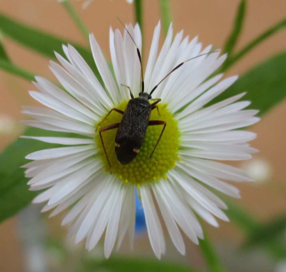 Unbekanntes Wanzi Foto & Bild natur, insekten, tiere Bilder auf