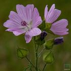 unbekanntes Wiesenblümchen 