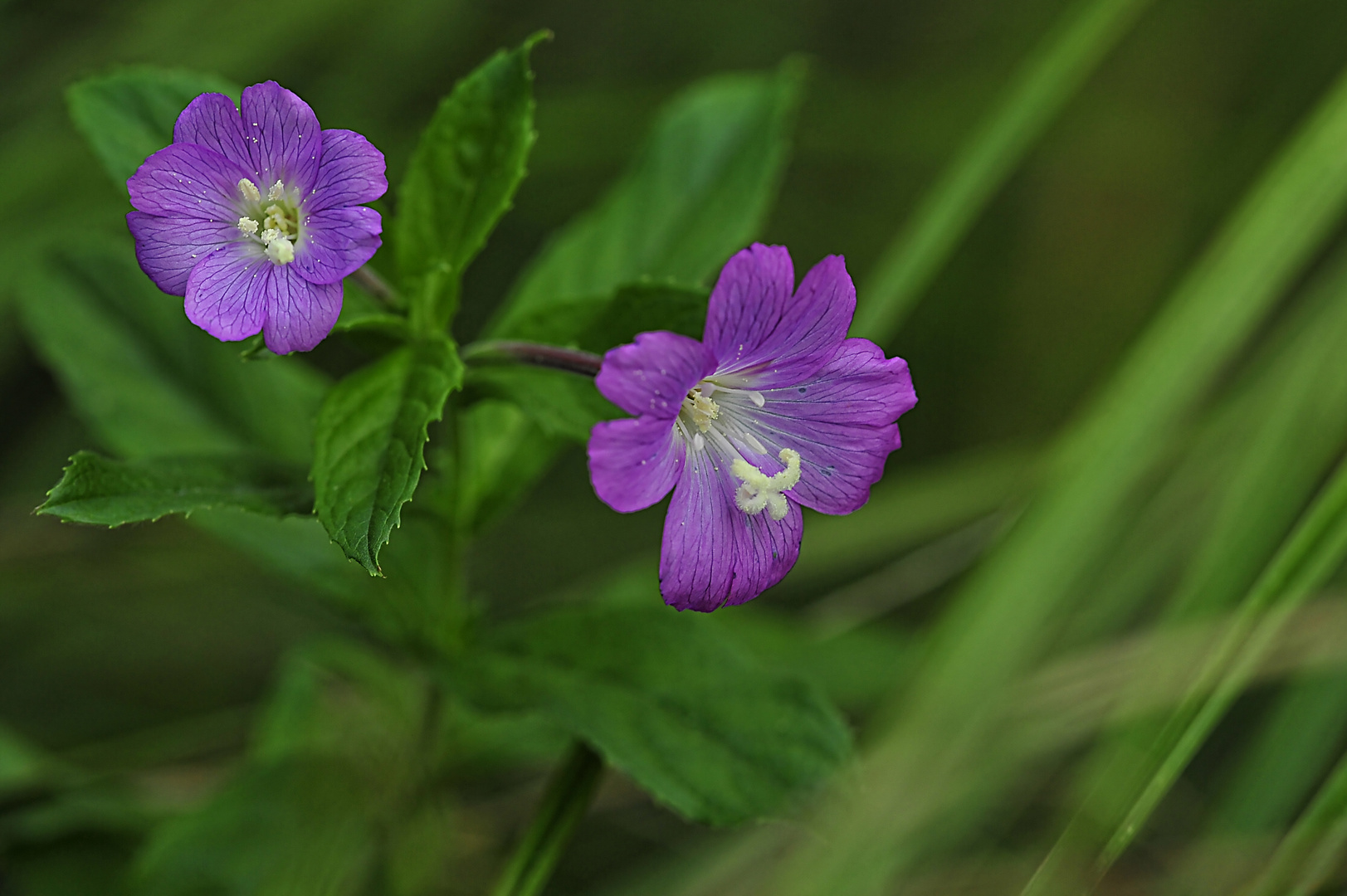 Unbekanntes wildes Blümchen im Dunkel des Schilfgrases