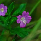 Unbekanntes wildes Blümchen im Dunkel des Schilfgrases