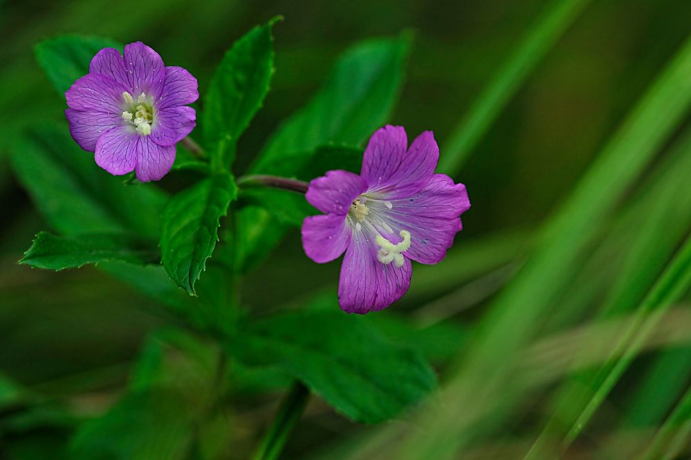 Unbekanntes wildes Blümchen im Dunkel des Schilfgrases