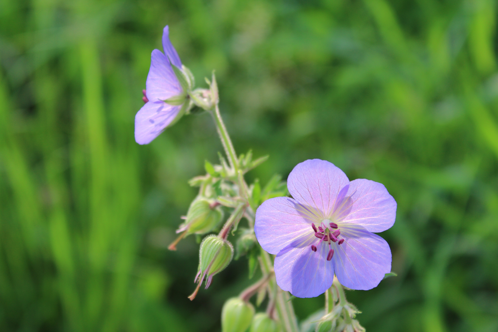 Unbekanntes Wildgewächs ( Storchschnabel )