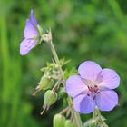 Unbekanntes Wildgewächs ( Storchschnabel )