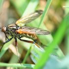 unbekanntger Flieger