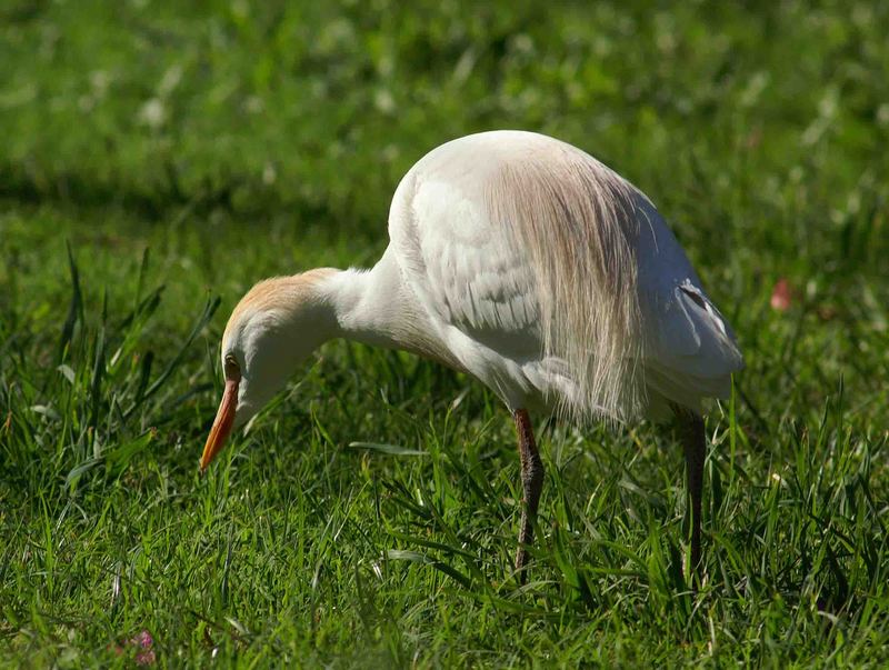 Unbeknnter Vogel 2