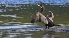 "Unbeliebter Fisch - Killer"