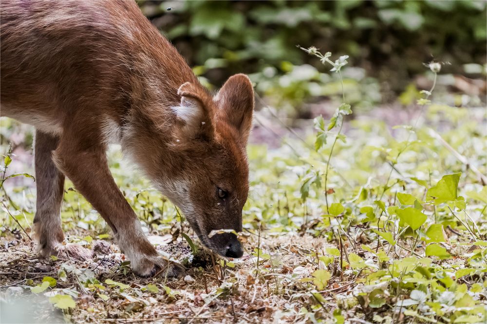 unbenannt-05234-ARW_DxO_DeepPRIME-Bearbeitet Kopie