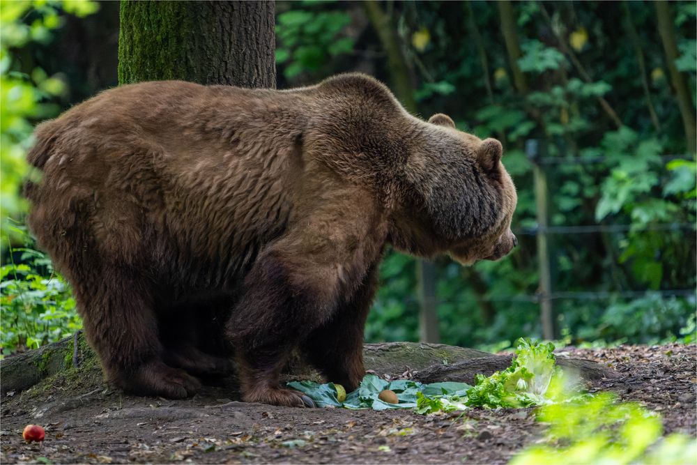 unbenannt-05241-ARW_DxO_DeepPRIME-Bearbeitet Kopie