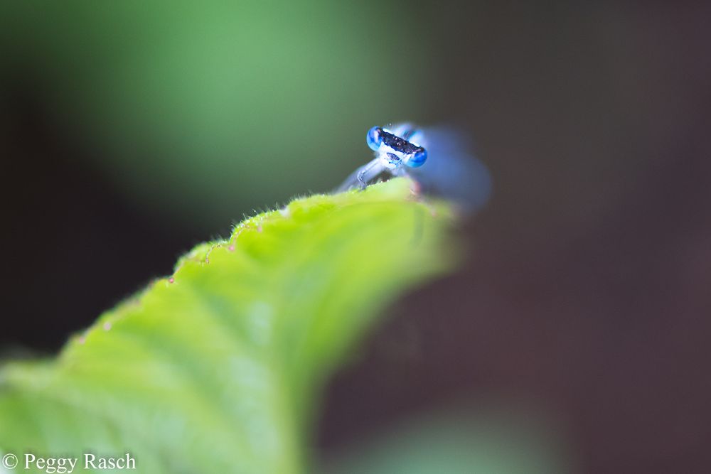 unbenannt-25-von-45-foto-bild-natur-bilder-auf-fotocommunity