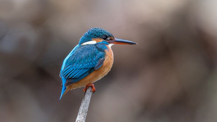 unbequemer Sitzplatz