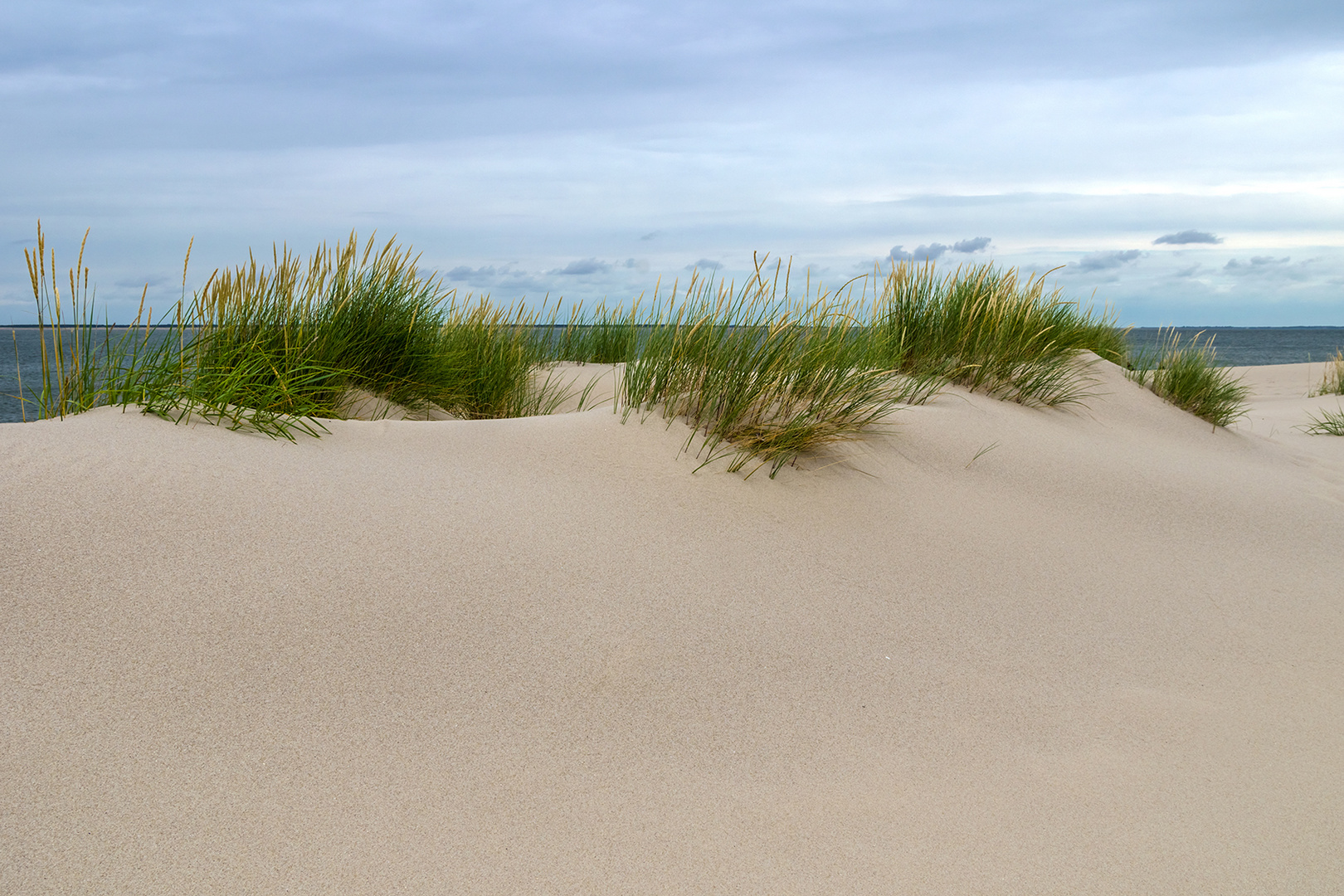 Unberührte Düne am Ellenbogen, Sylt