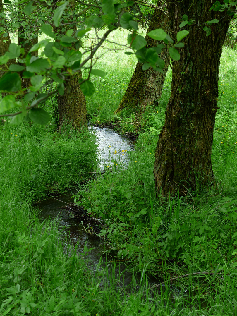 Unberührte Natur