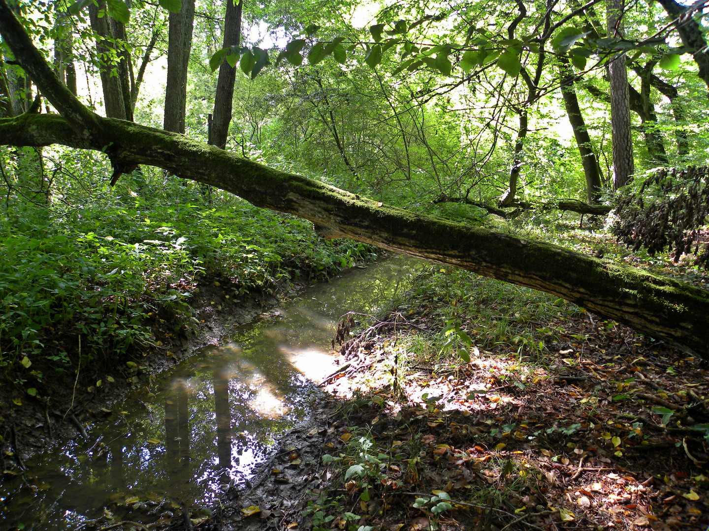 unberührte Natur