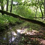 unberührte Natur