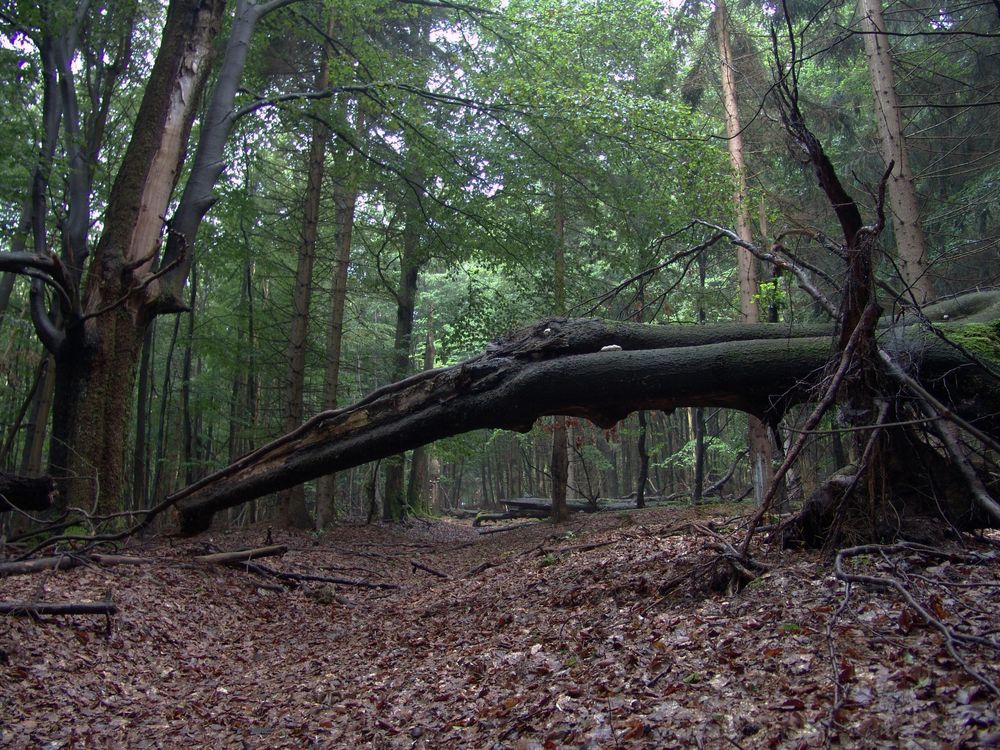 unberührte Natur von msiebert 