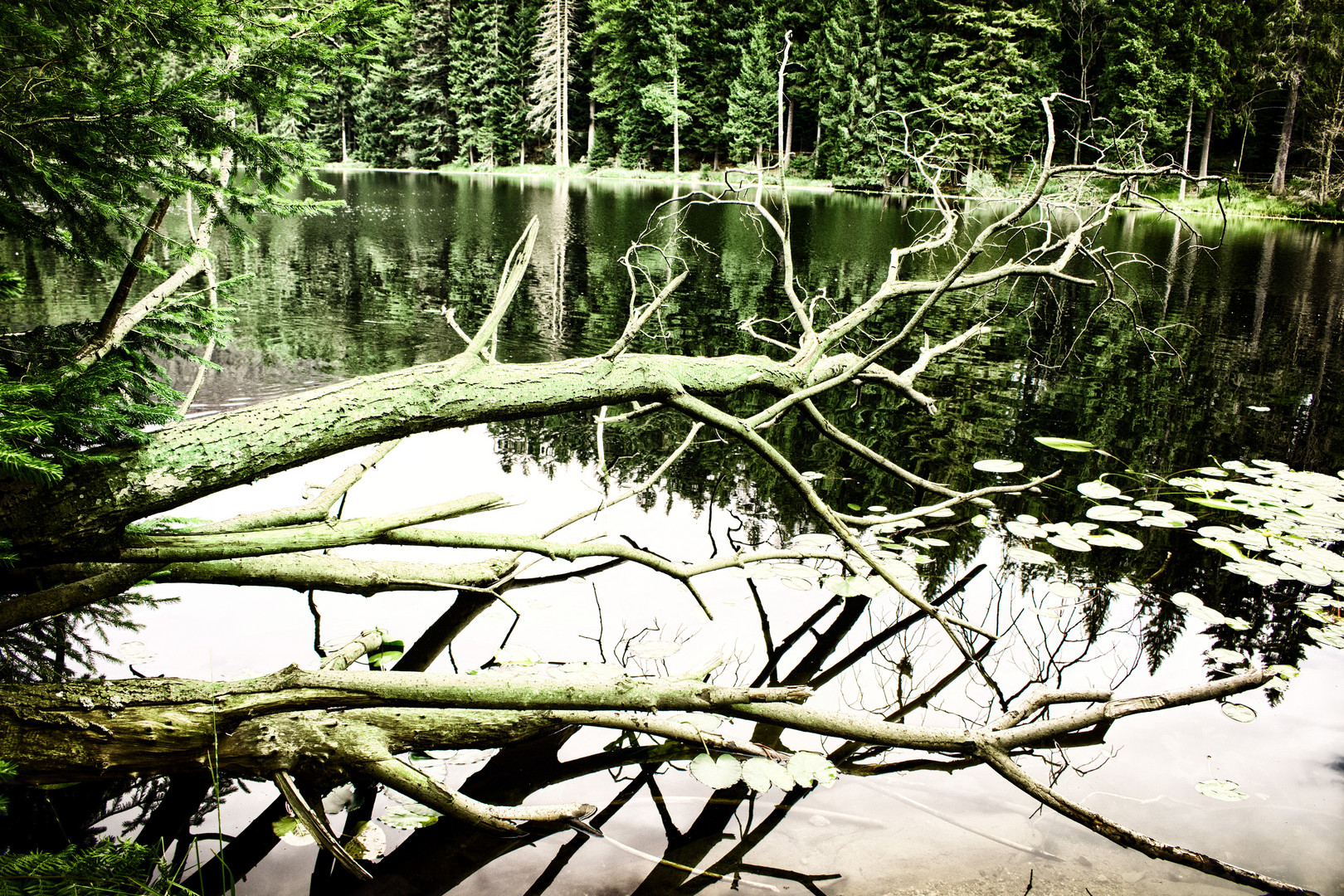 unberührte Natur am Arbersee