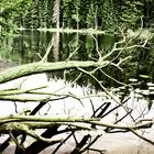 unberührte Natur am Arbersee