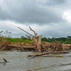 Unberührte Natur am Rio Tambopata