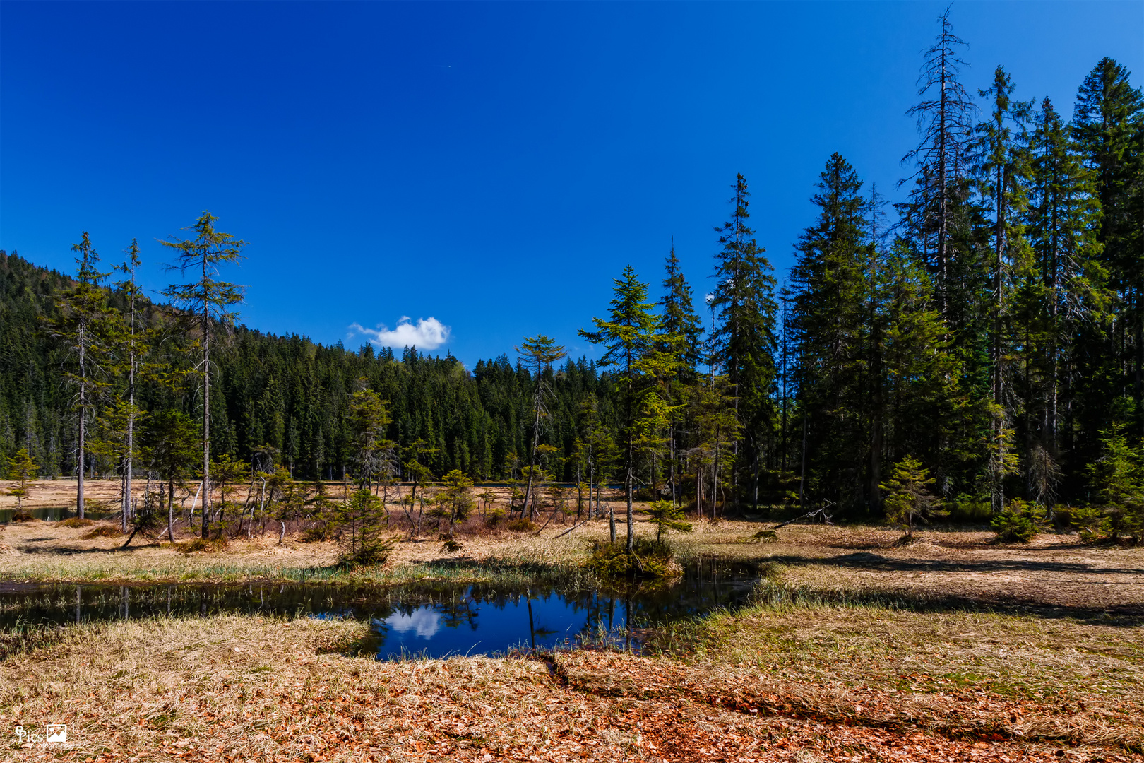 Unberührte Natur am See - Bayern491