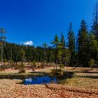 Unberührte Natur am See - Bayern491