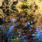 Unberührte Natur an der Ruhr