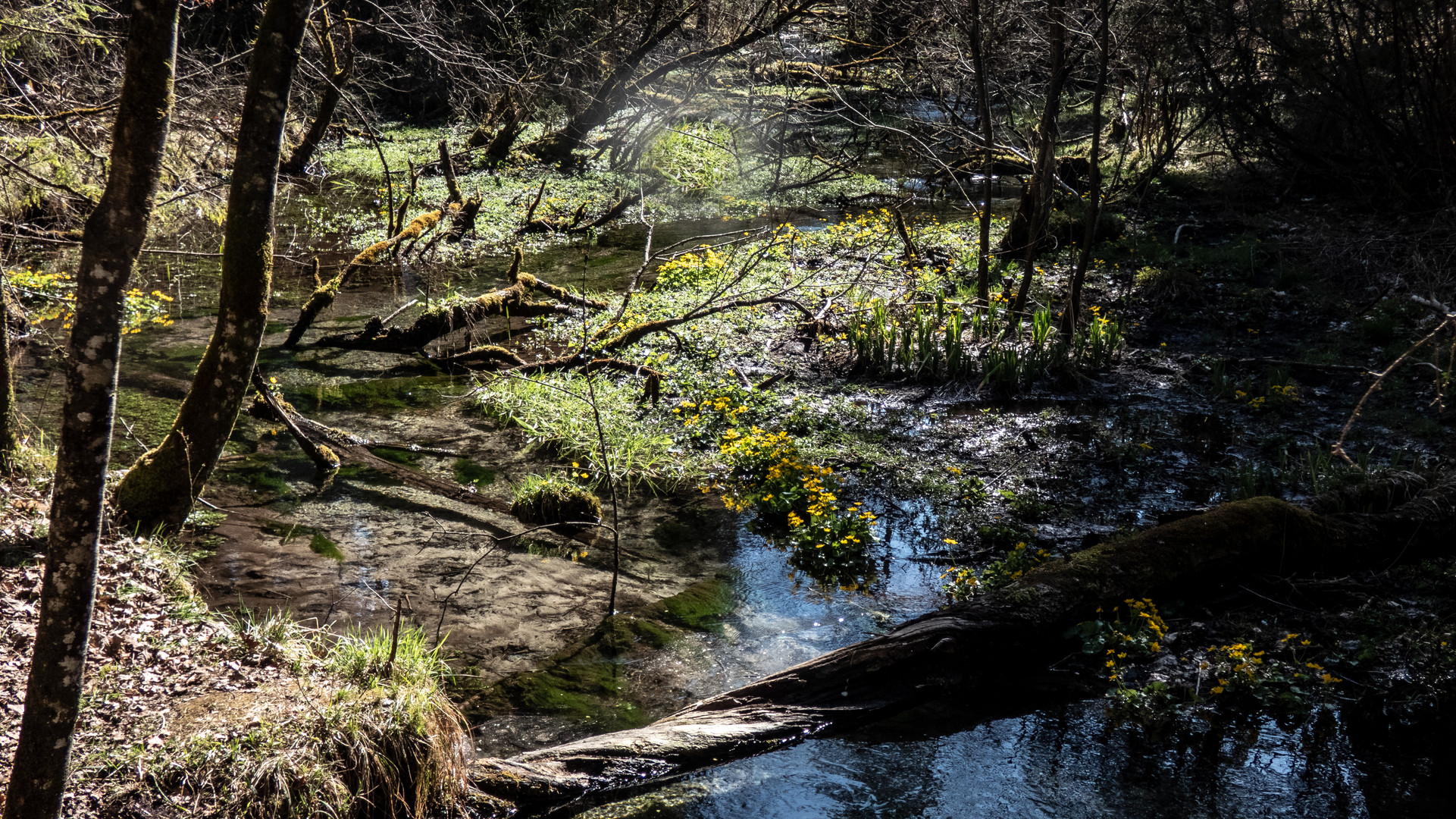 unberührte Natur- Auenlandschaft