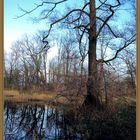 unberührte Natur im Wuhletal