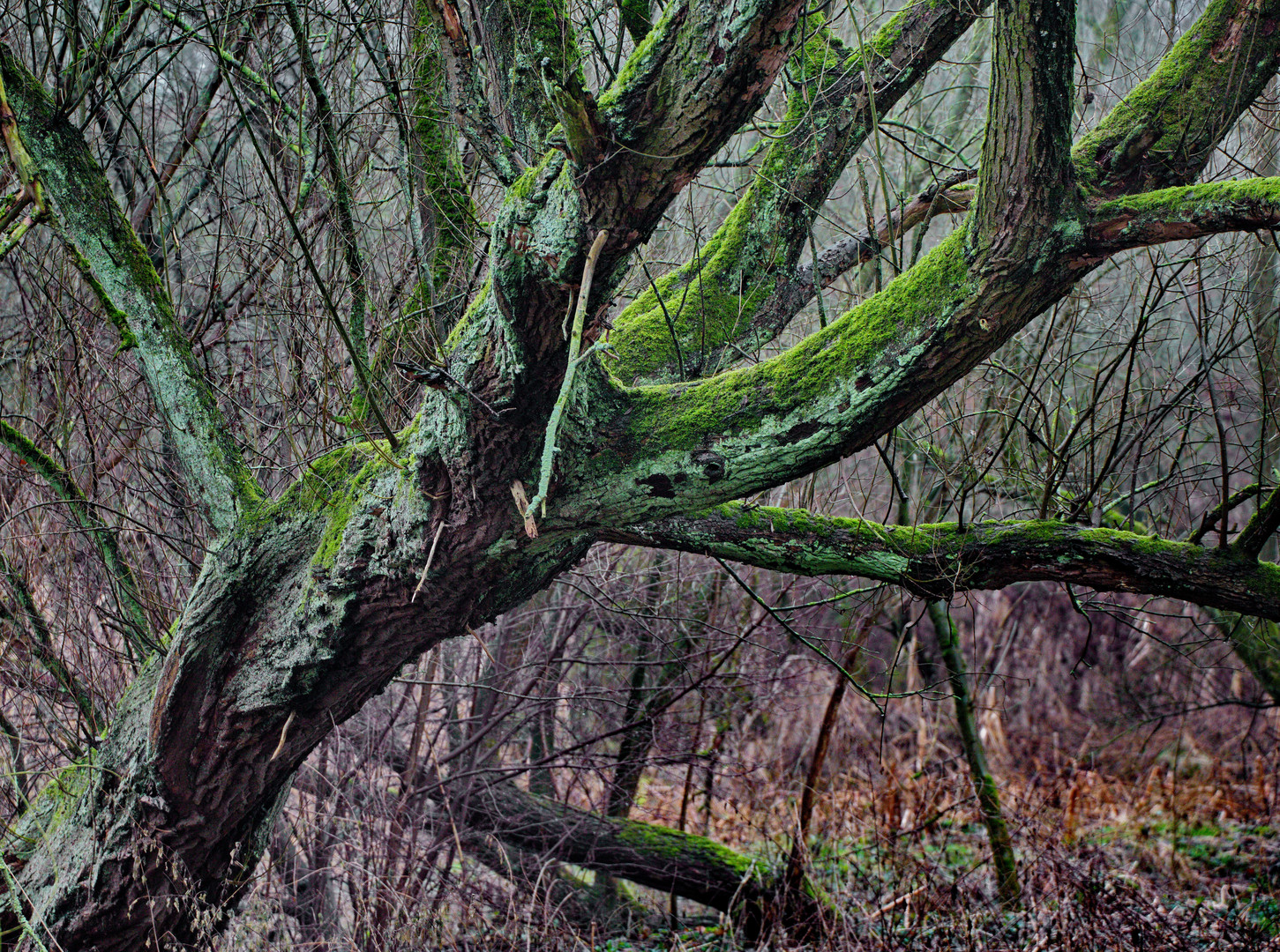 Unberührte Natur in der Urdenbacher Kempe.