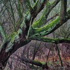 Unberührte Natur in der Urdenbacher Kempe.