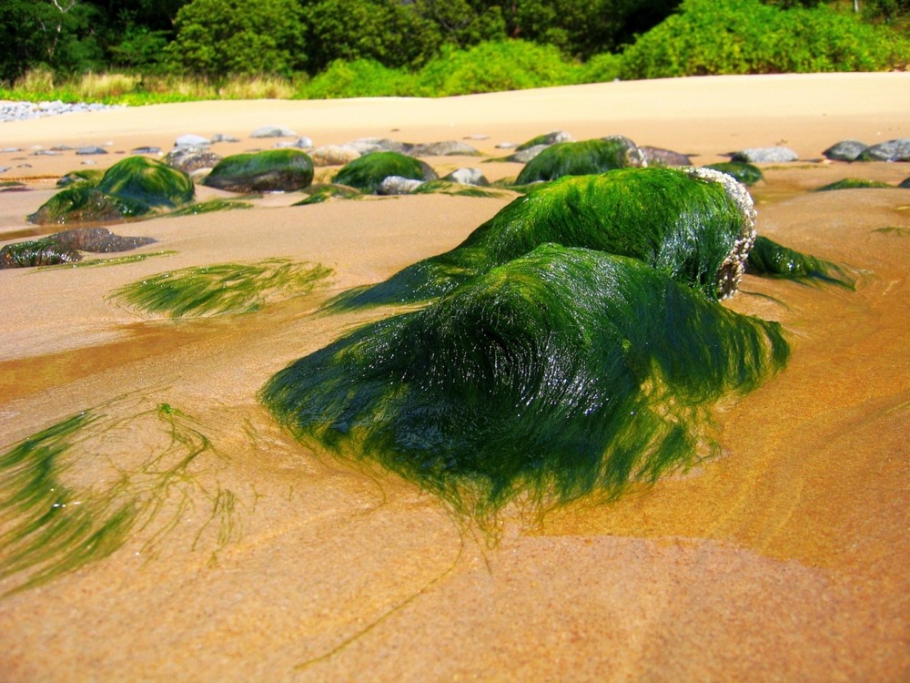 unberührte Natur North - Queensland Australia