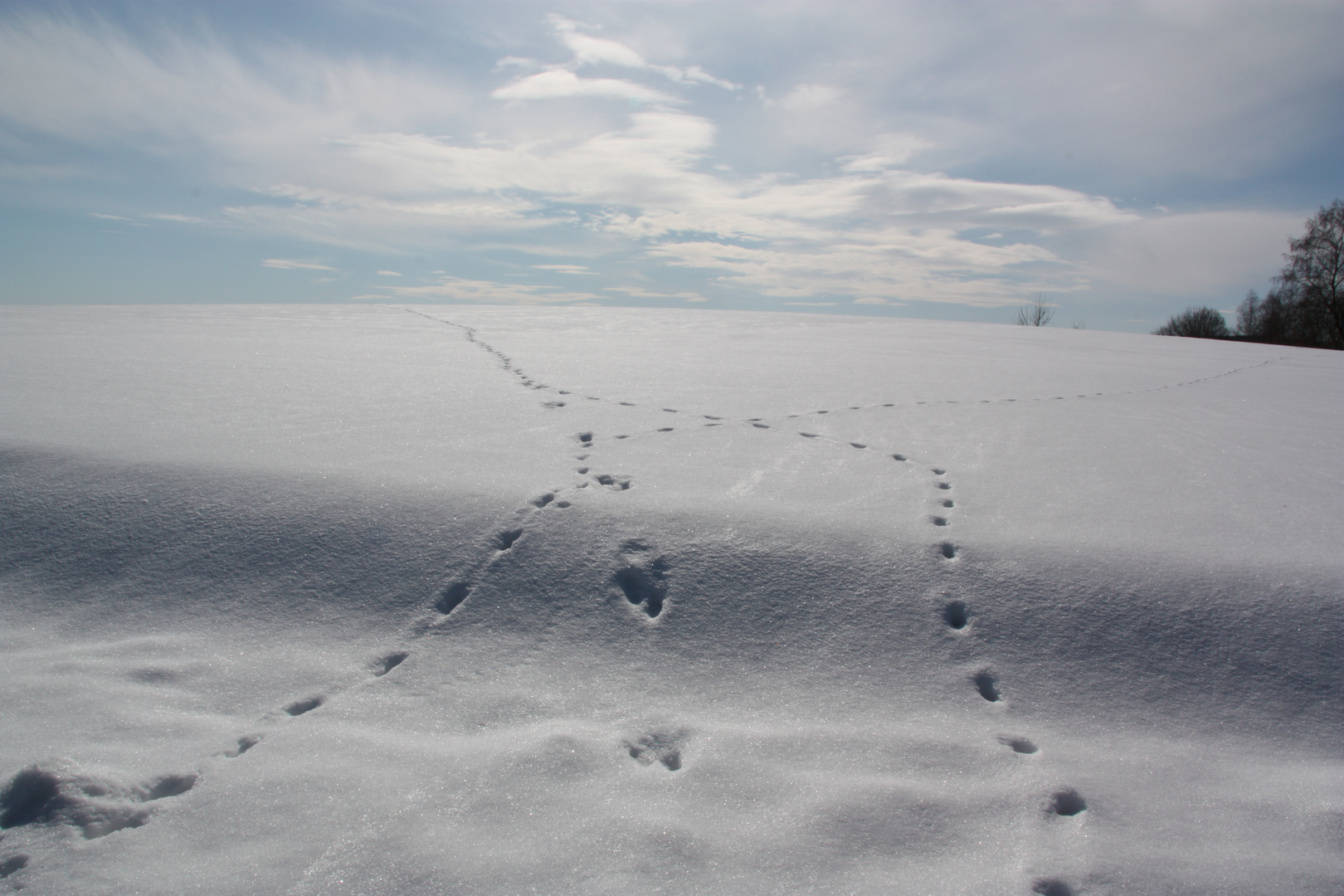 Unberührte Natur ...Schneeglitzern