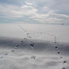 Unberührte Natur ...Schneeglitzern