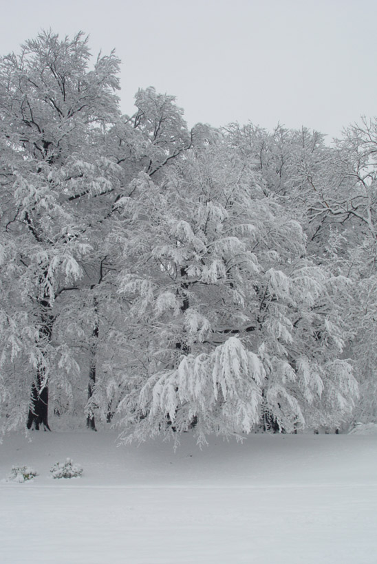 Unberührte Schneelandschaft