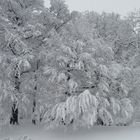 Unberührte Schneelandschaft