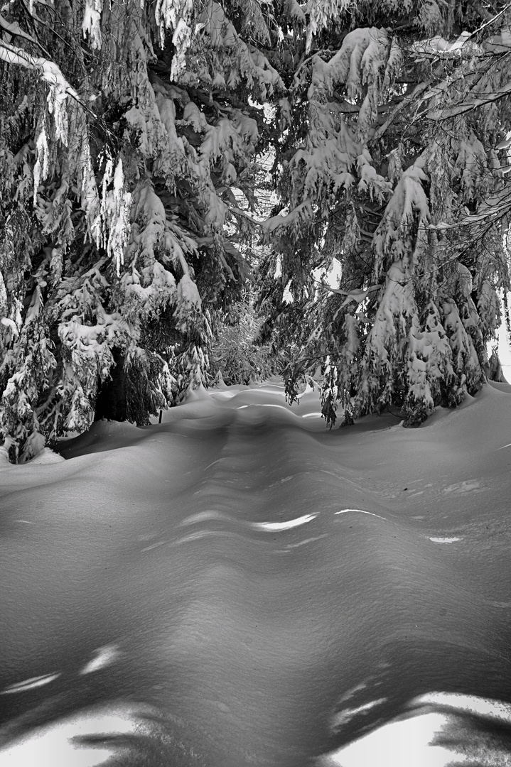 Unberührte Schneelandschaft - frischer Schnee