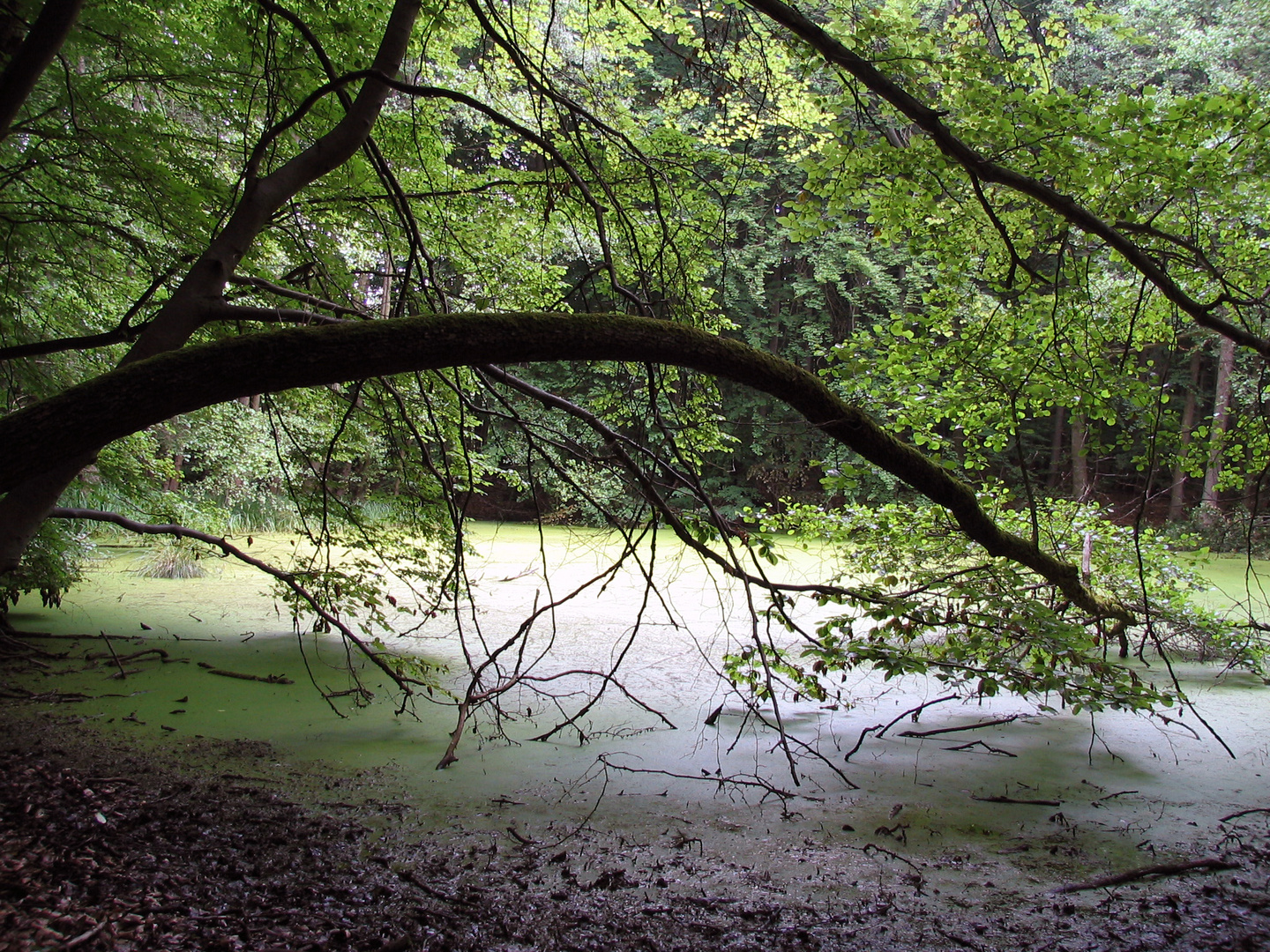 unberührte Stille der Natur I