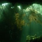 unberührte Unterwasserlandschaft in Papua-Neuguinea