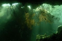 unberührte Unterwasserlandschaft in Papua-Neuguinea