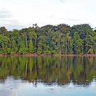 Unberührte Urwaldlandschaft am Rio Tambopata