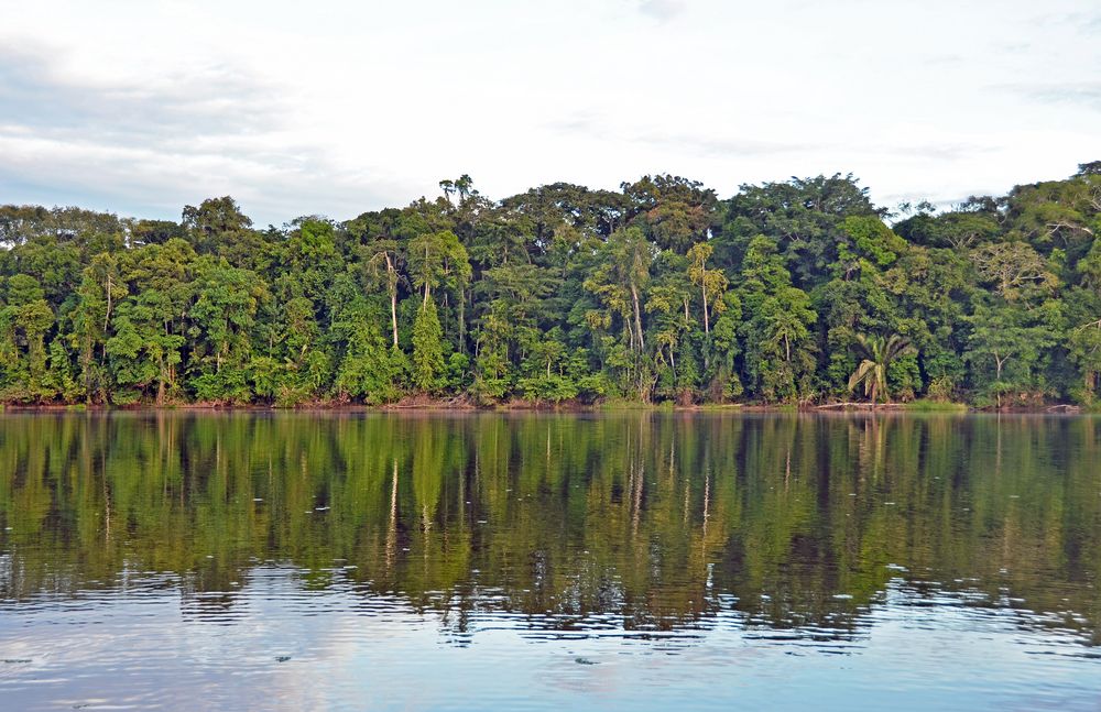 Unberührte Urwaldlandschaft am Rio Tambopata