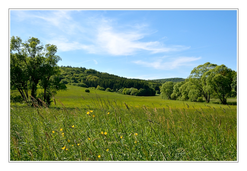 unberührte Wiese