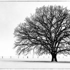 Unberührte Winterlandschaft 