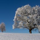 Unberührte Winterlandschaft